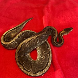 Female Leopard Yellow Belly 50% Het Pied