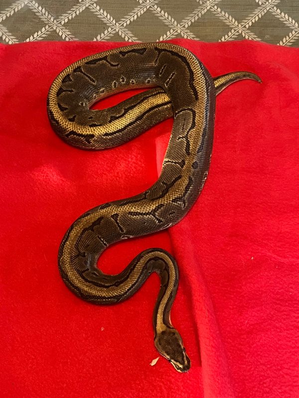 Female Leopard Yellow Belly 50% Het Pied - Image 3