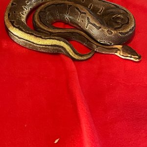 Female Leopard Yellow Belly 50% Het Pied