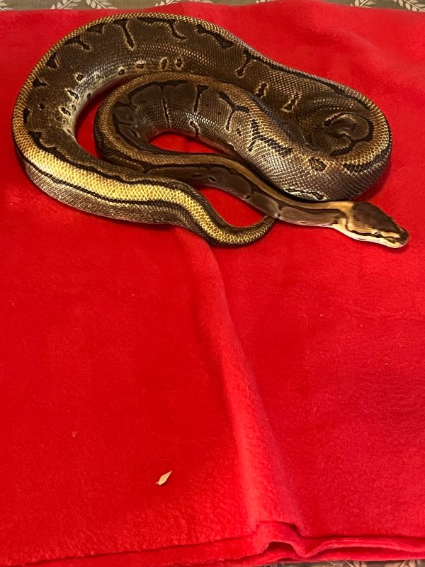Female Leopard Yellow Belly 50% Het Pied