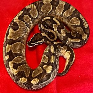 Male Enchi Yellow Belly Arroyo