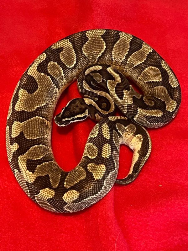 Male Enchi Yellow Belly Arroyo
