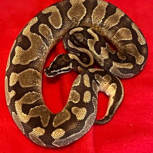 Male Enchi Yellow Belly Arroyo