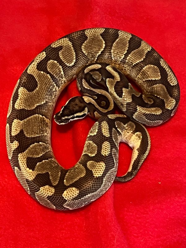 Male Enchi Yellow Belly Arroyo - Image 2